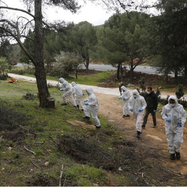 Çam keseye karşı "Terminatör böcek"