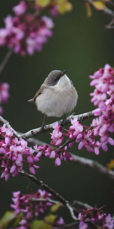 3 günde 120 tür! Antalya'da gözlendi