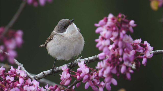 3 günde 120 tür! Antalya'da gözlendi