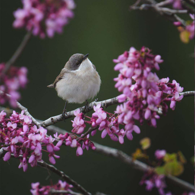3 günde 120 tür! Antalya'da gözlendi