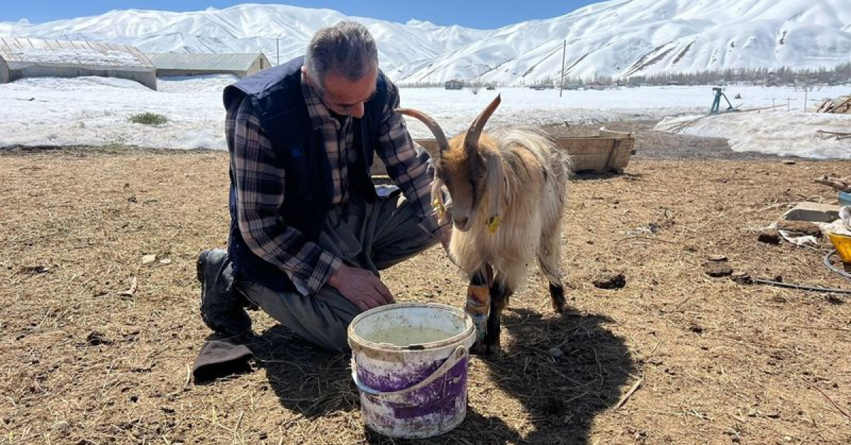 Hakkari Yüksekova'dasoğuk nisan, besiciler zor durumda