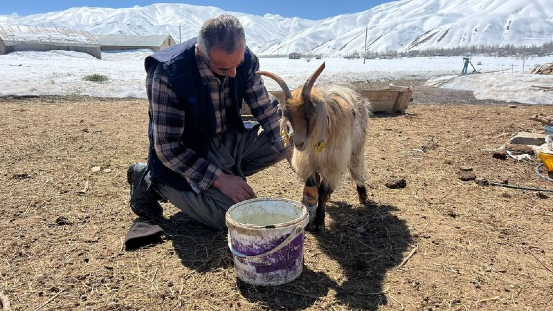 Yüksekova'da besicilere "kar" engeli | Son dakika haberleri