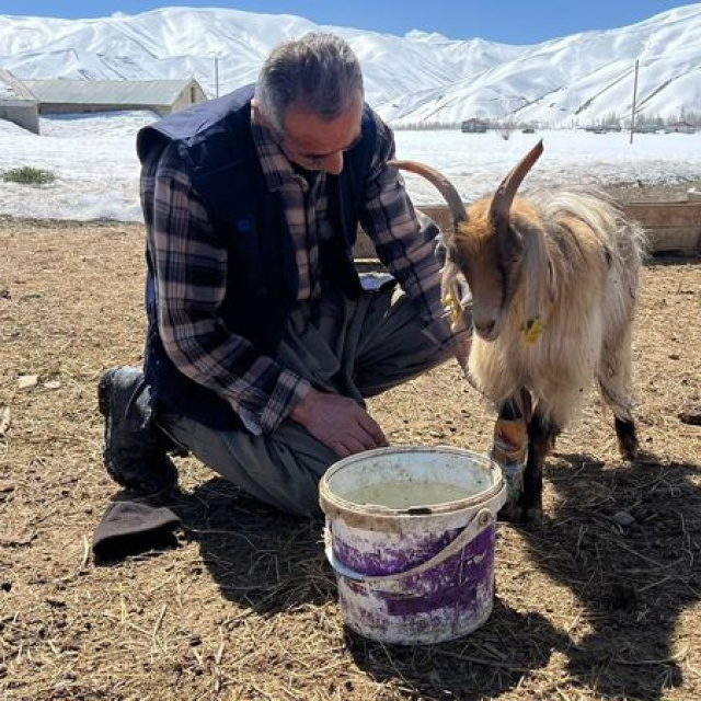 Yüksekova'da besicilere "kar" engeli