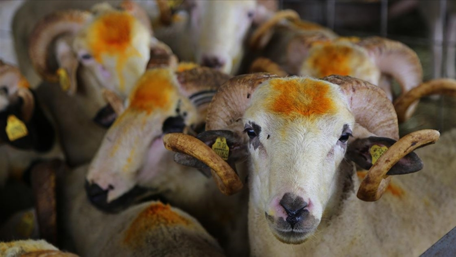 Kurban Bayramı ne zaman, hangi günlere denk geliyor? 2026 Kurban Bayramı tatili kaç gün sürecek, 9 gün olacak mı?