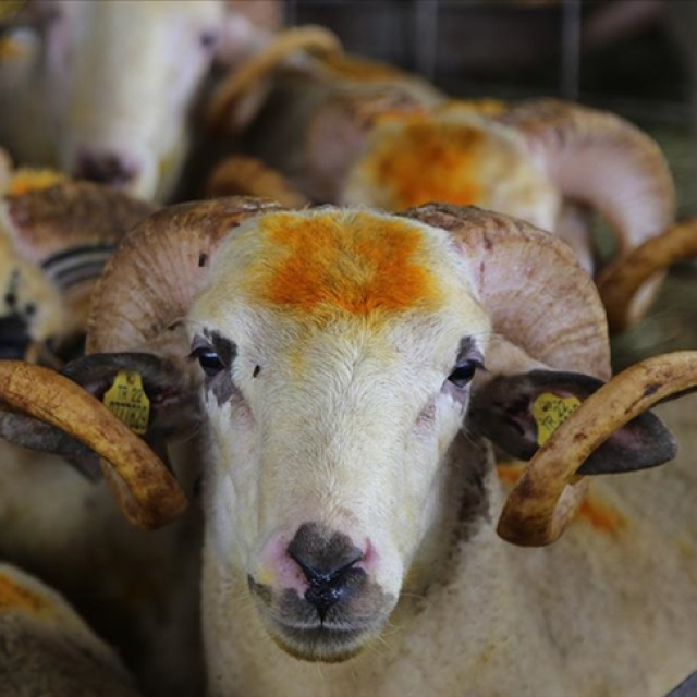 Kurban Bayramı ne zaman?