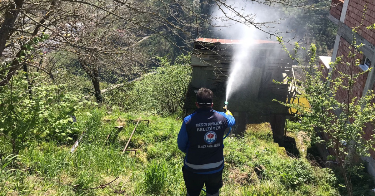 Trabzon'da Kokarcayla Mücadele Devam Ediyor