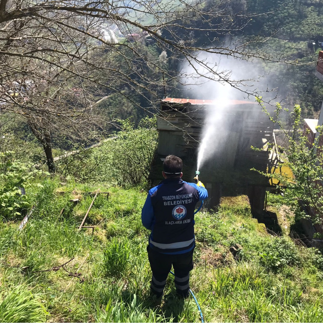 Trabzon'da kokarcayla mücadele sürüyor