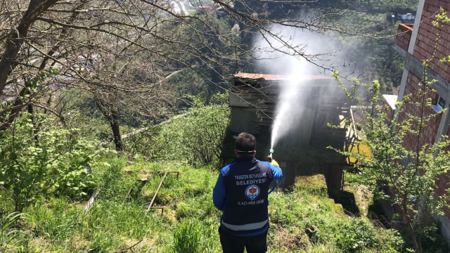 Trabzon'da kokarcayla mücadele sürüyor