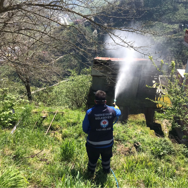 Trabzon'da kokarcayla mücadele sürüyor