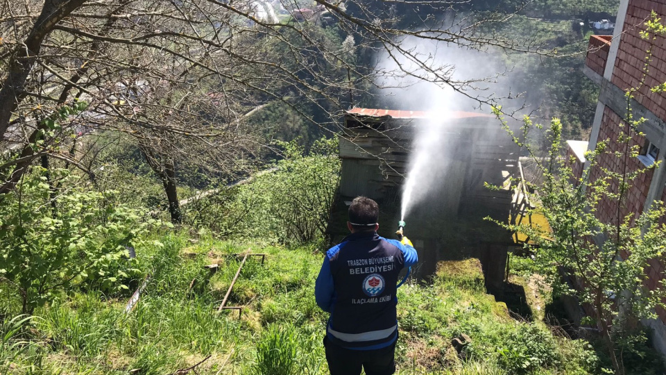 Trabzon'da kokarcayla mücadele sürüyor