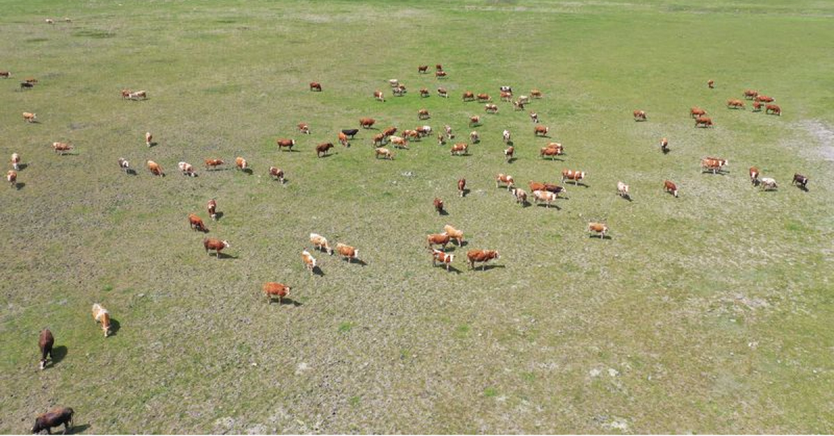 Kars'da Mera Kullanımı Yasaklanmadı - Ani Köyüne İlgili Bilgi