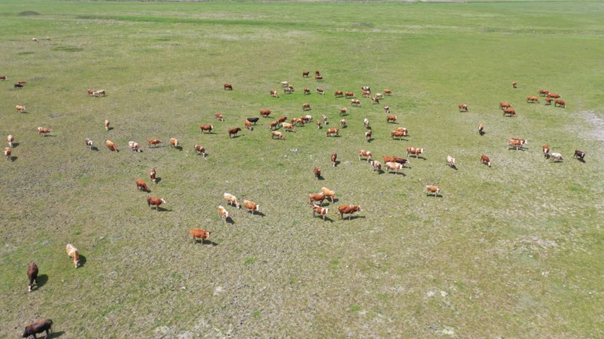 Kars'taki mera kullanımı yasağı iddiaları açıklaması | Son dakika haberleri