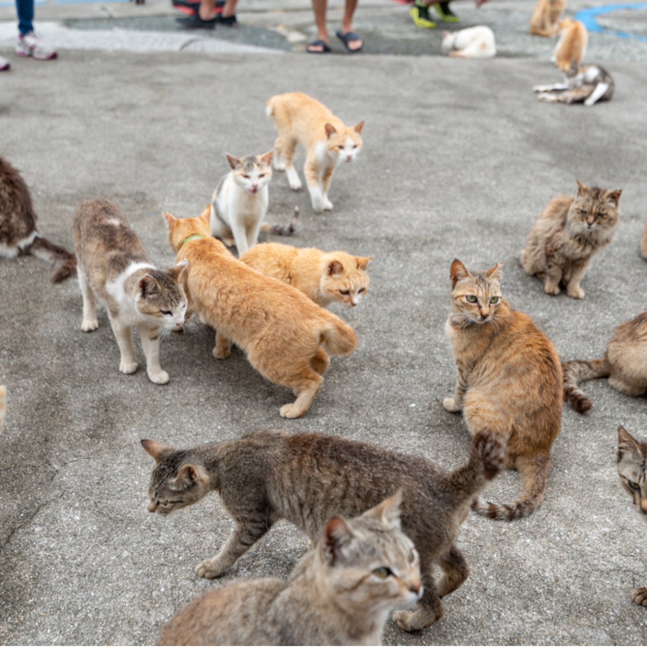 Bu adayı 600 kedi yönetiyor!