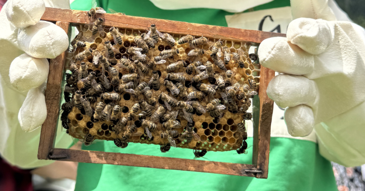 Arı koruması vebal endüstrisi hakkında önemli bilgiler