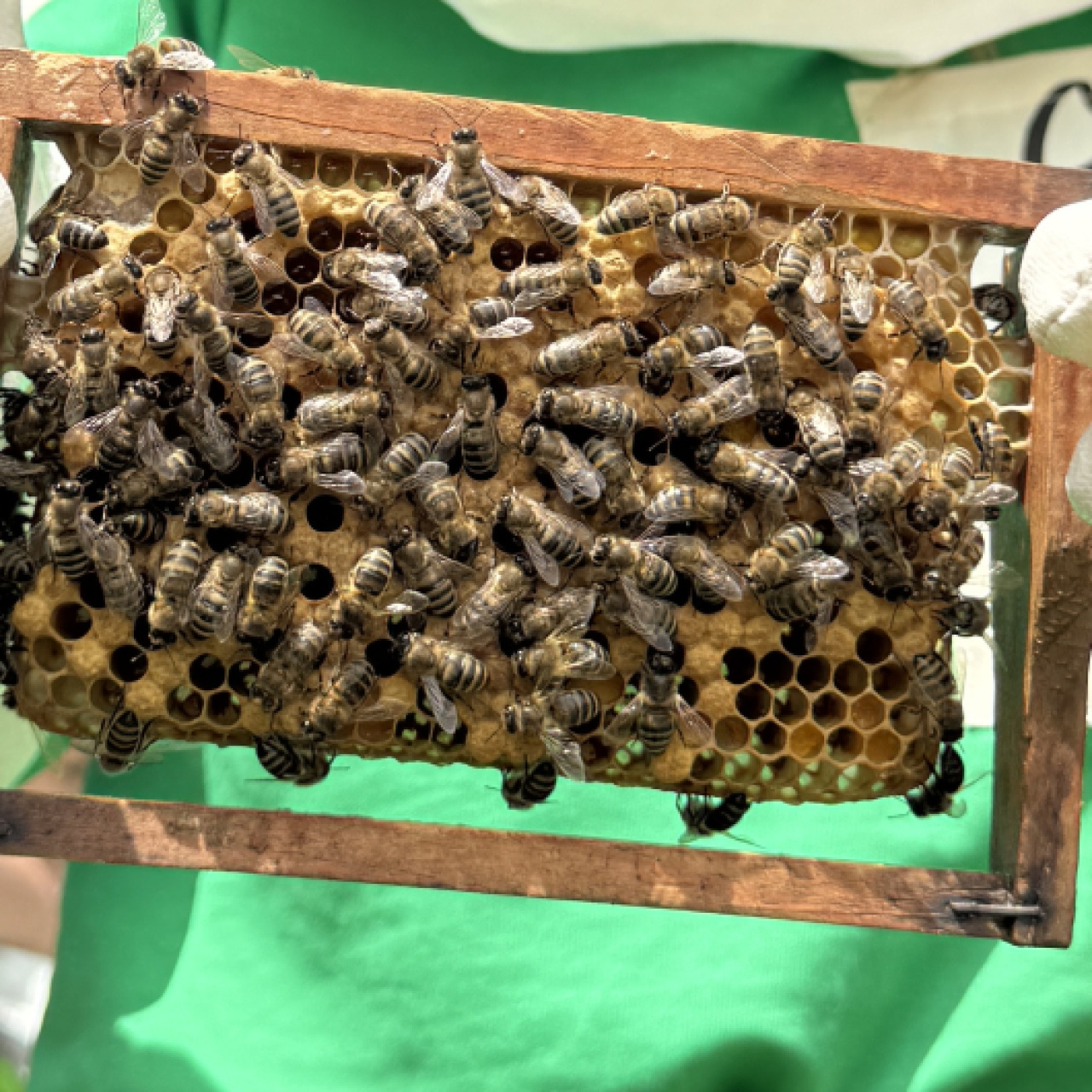 "Arı yoksa tarım, gıda ve hayat yok"