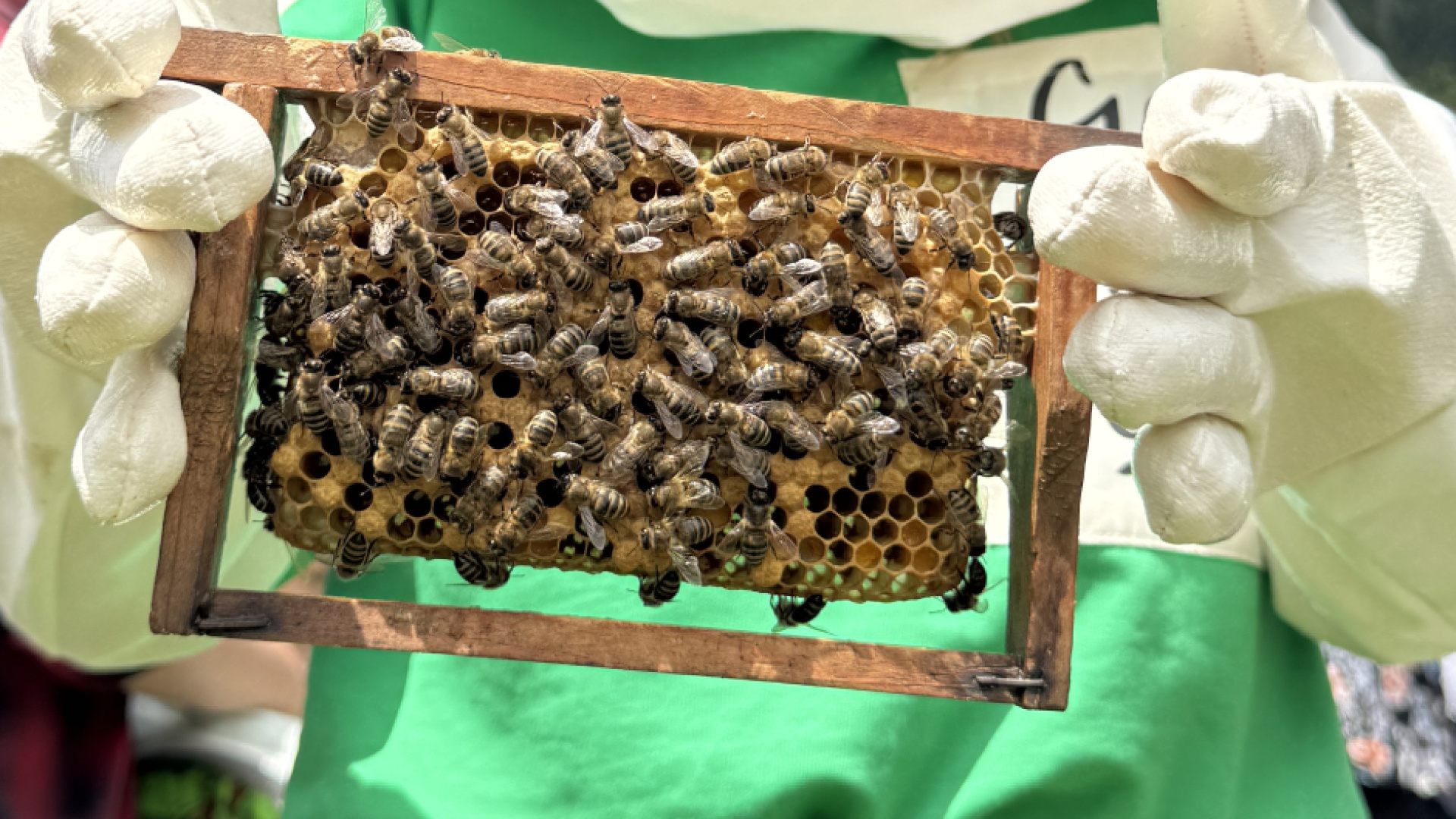 "Arı yoksa tarım, gıda ve hayat yok" | Son dakika haberleri