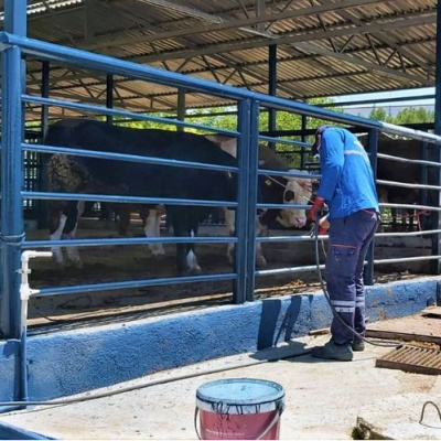 Muğla'da şap hastalığı kontrol altında