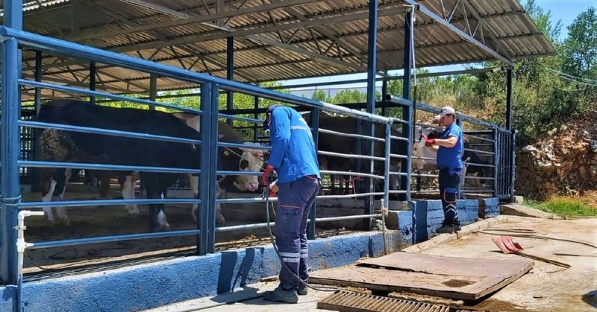 Muğla'da Menteşe Bayır Hayvan Pazarı Tekrar Açılıyor