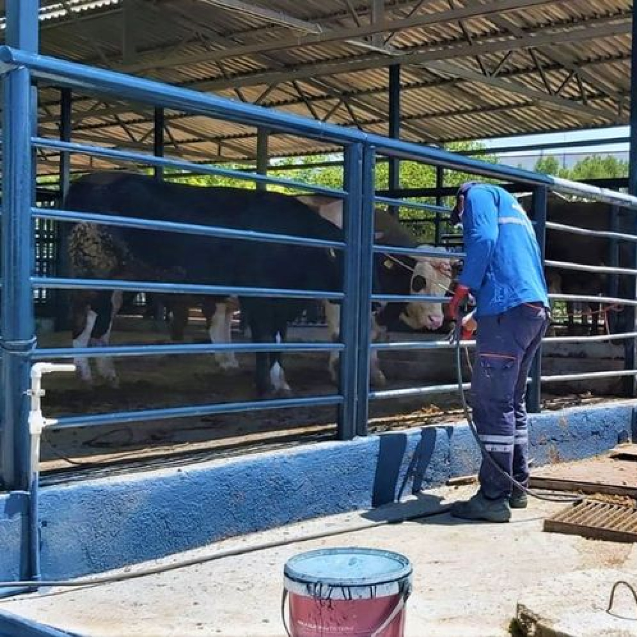 Muğla'da şap hastalığı kontrol altında