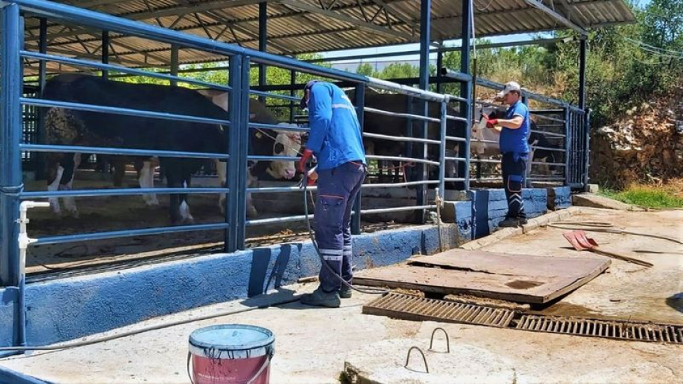 Muğla'da şap hastalığı kontrol altında