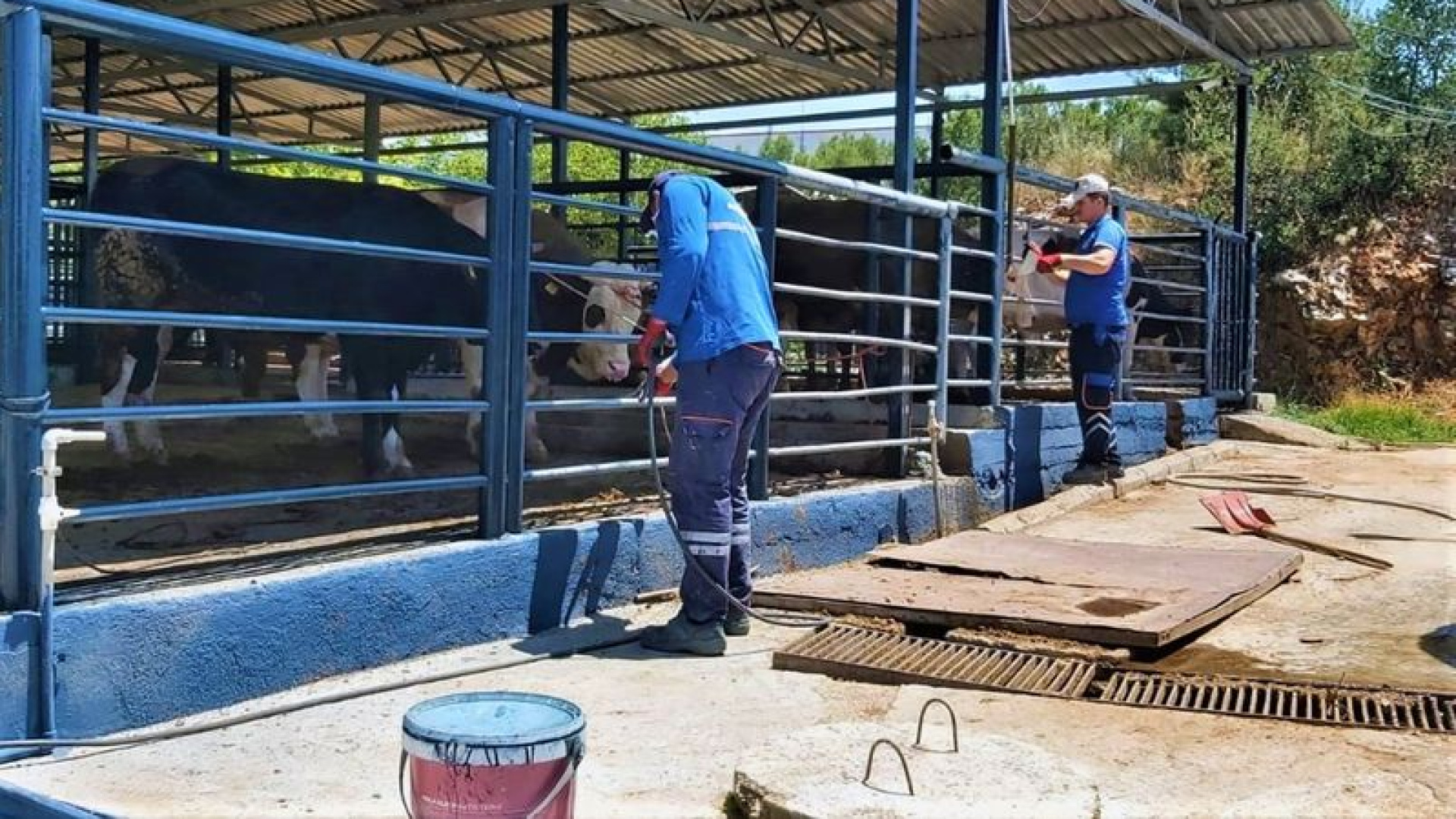 Muğla'da Şap Hastalığı Kontrol Altına Alındı, Bayır Hayvan Pazarı Açılıyor