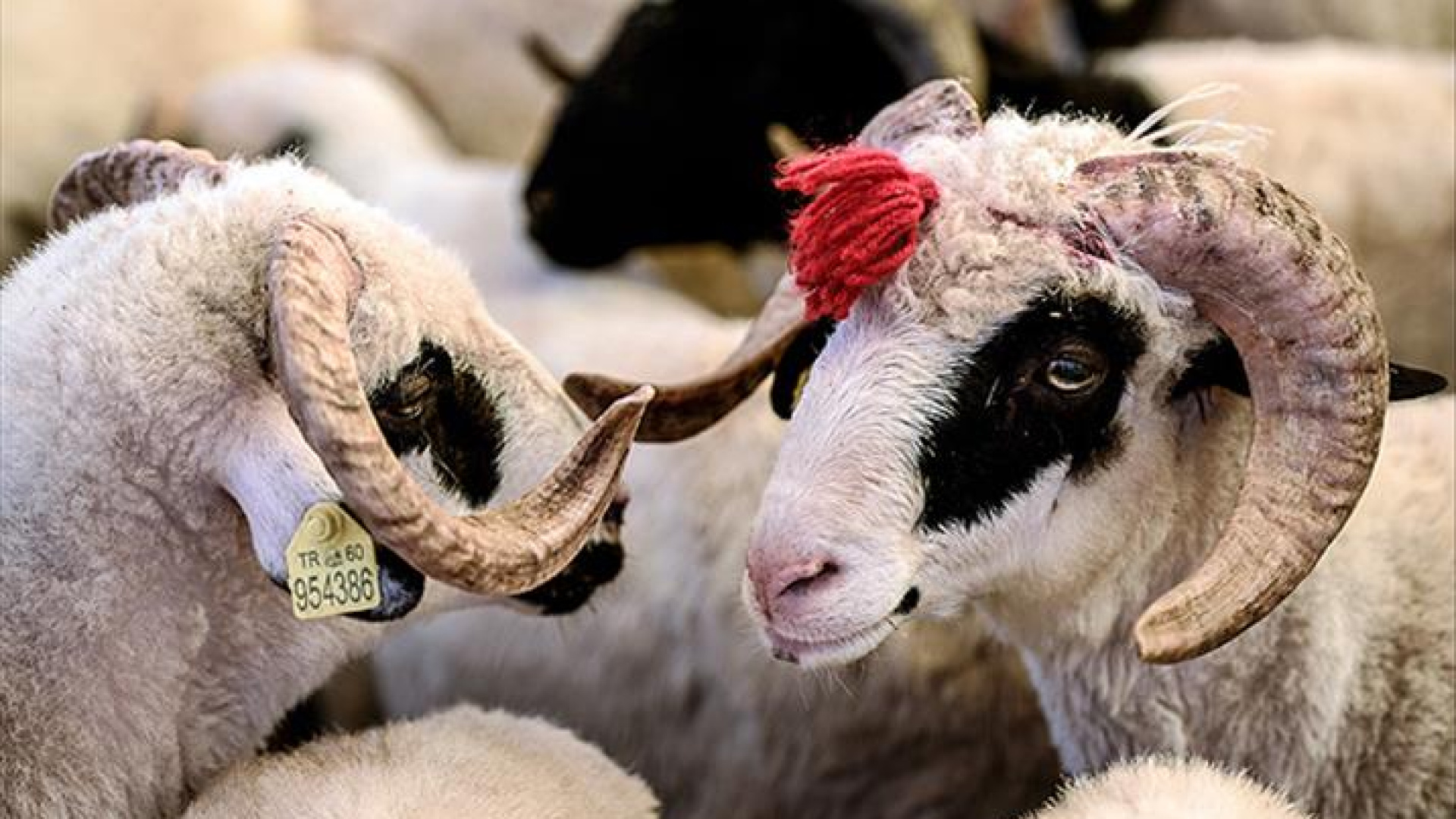 2026 Kurban Bayramı ne zaman, hangi gün? Kurban Ba…