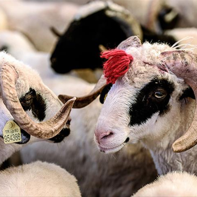 Kurban Bayramı tatili kaç gün olacak?