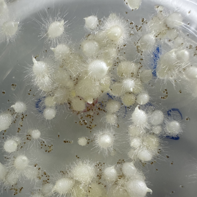 İlk kez tohumdan üretildi!