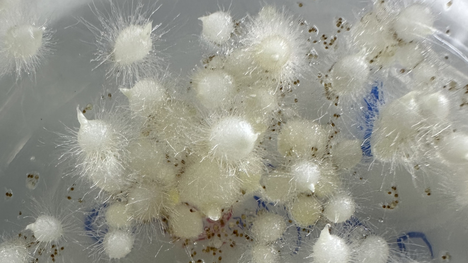 İlk kez tohumdan üretildi!