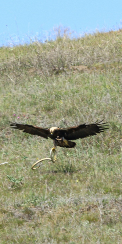 Çorum'da görüldü! Türkiye'de nesli tehlikede