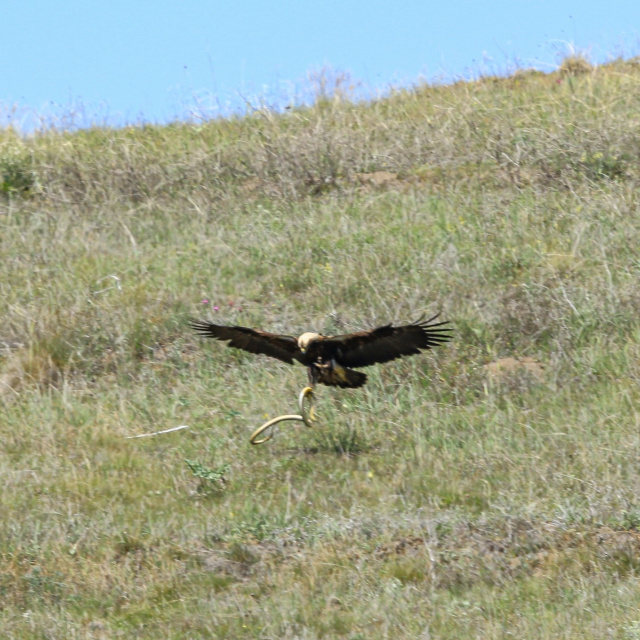 Çorum'da görüldü! Türkiye'de nesli tehlikede