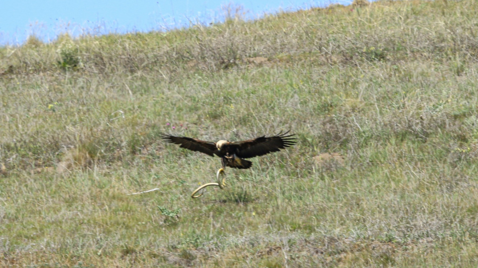 Çorum'da görüldü! Türkiye'de nesli tehlikede