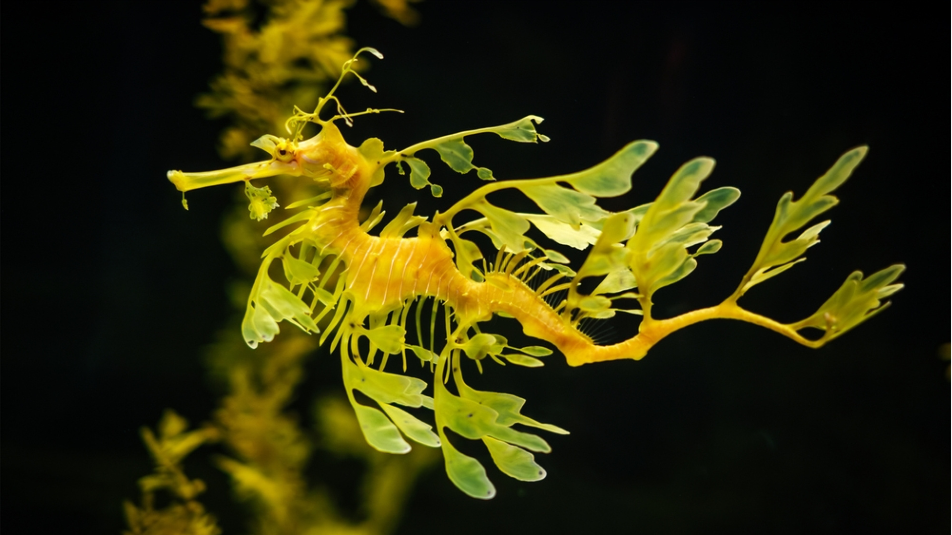 Doğanın sınırlarını bir kez daha sorgulayacaksınız! İşte canlılar dünyasının en ilginç hayvanları