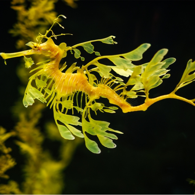 Canlılar dünyasının en ilginç hayvanları