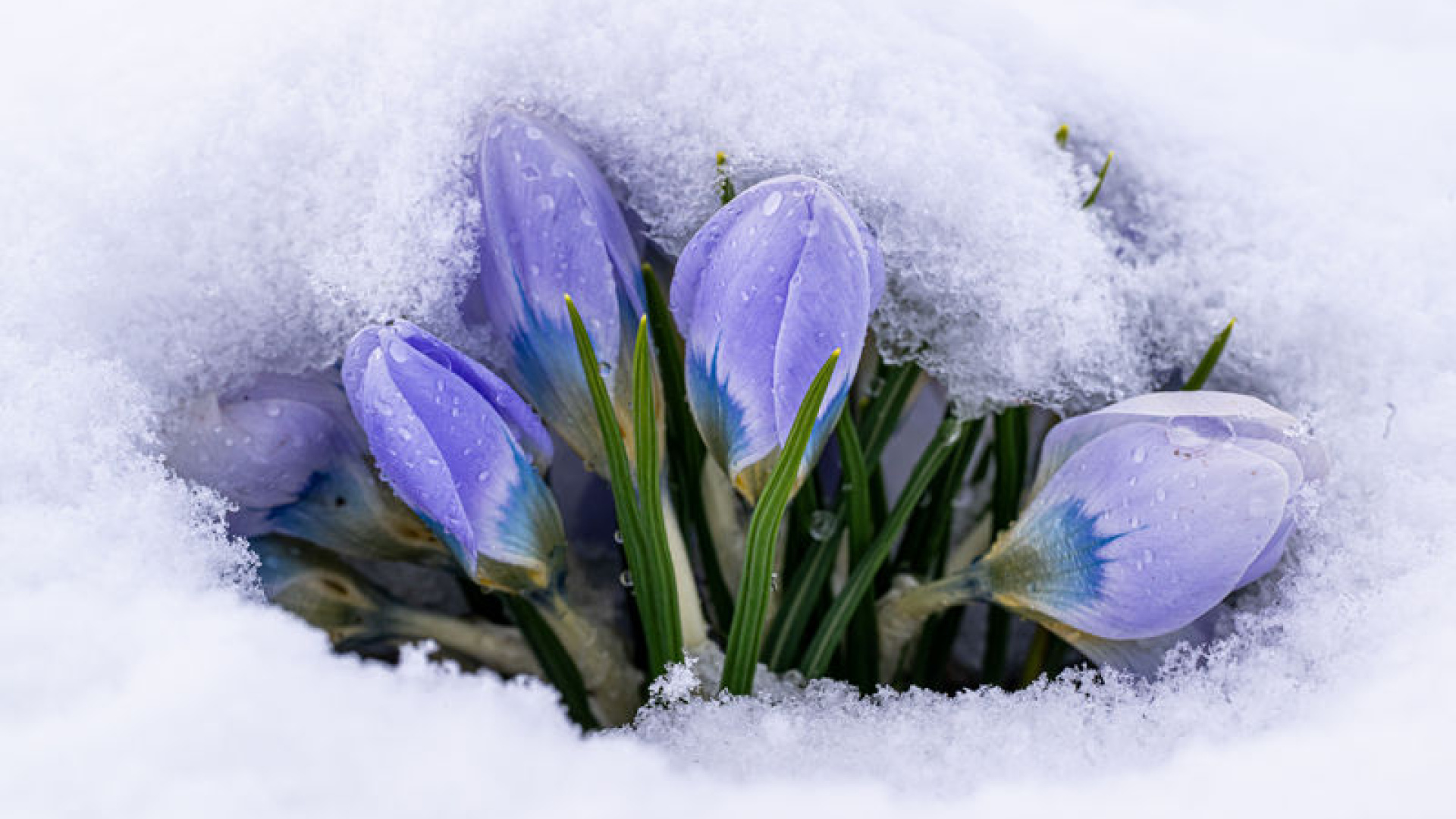 Baharın müjdecileri kar altında kaldı