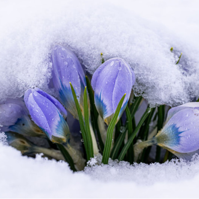 Baharın müjdecileri kar altında kaldı