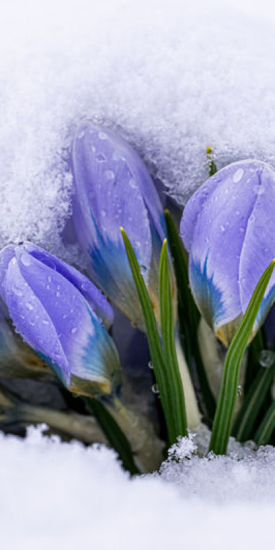 Baharın müjdecileri kar altında kaldı