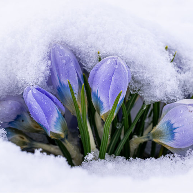 Baharın müjdecileri kar altında kaldı