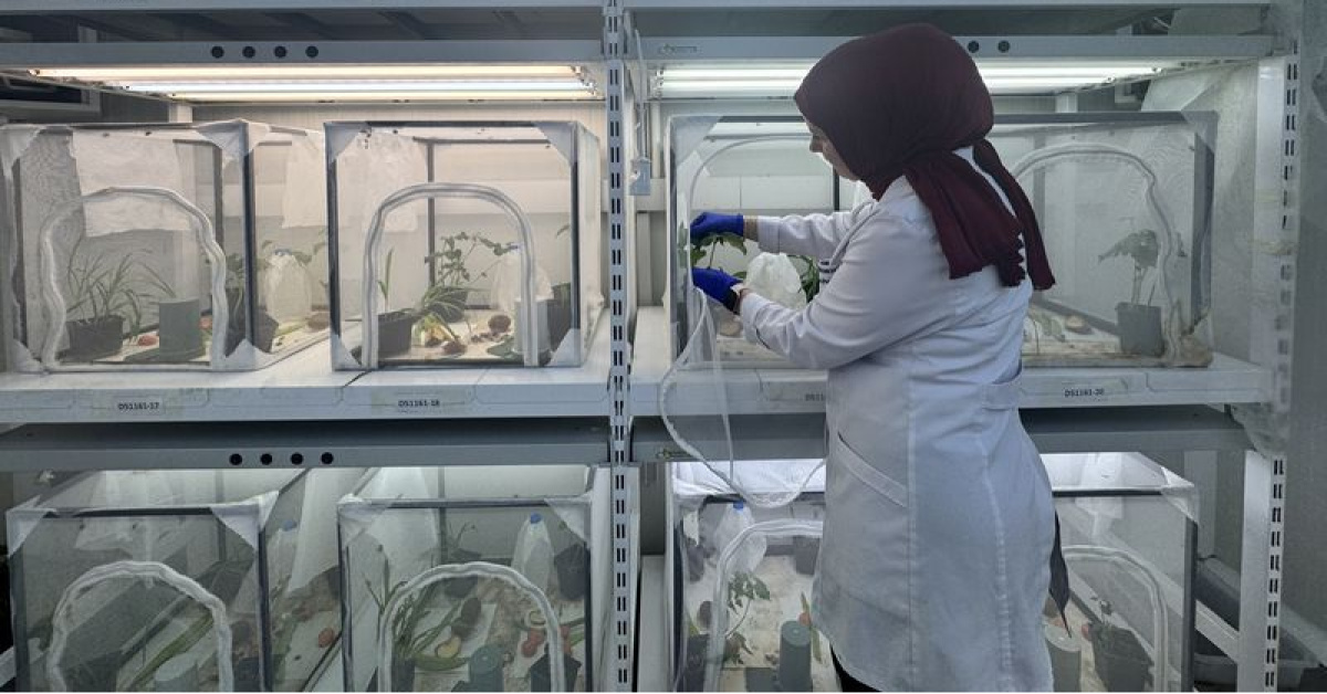 40 ilde 1.6 milyon samuray arısı salınacak