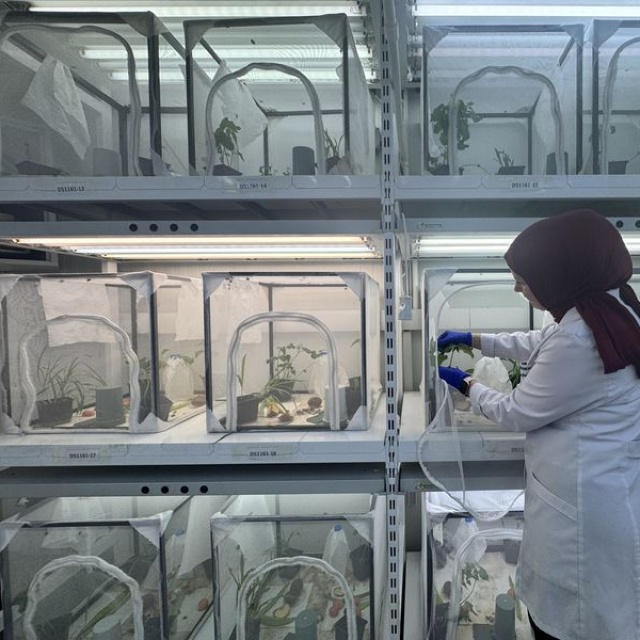 40 ilde doğaya 1.6 milyon samuray arısı salınacak