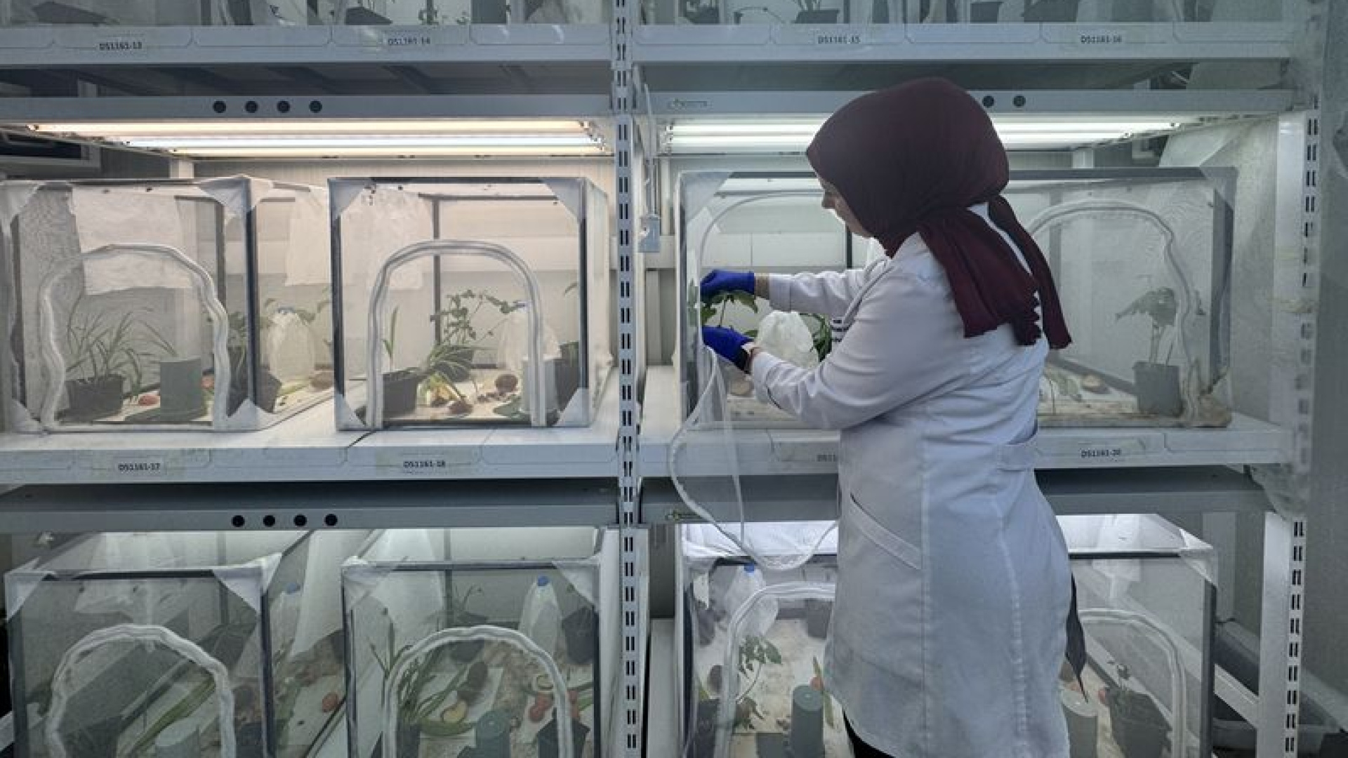 Kahverengi Kokarcaya Karşı Biyolojik Savaş: 40 İlde 1.65 Milyon Samuray Arısı Salınacak