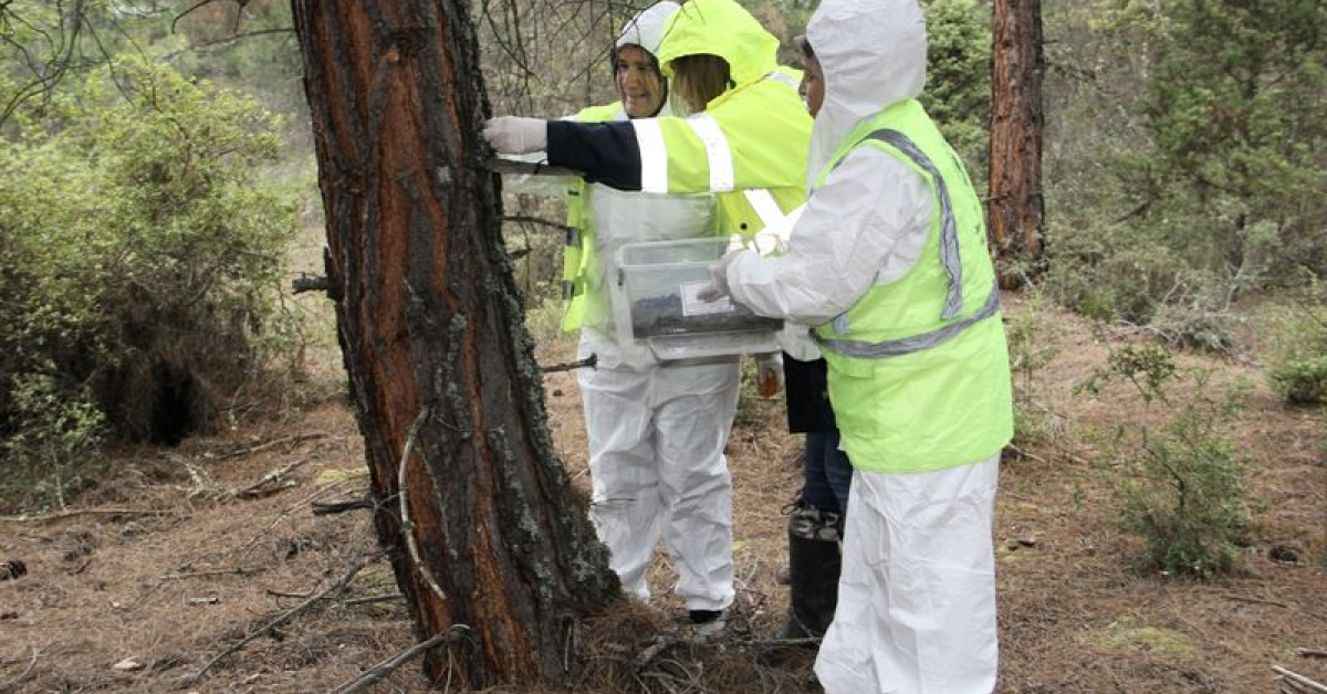 Sinop'ta Çam Keseleri Koruma Mücadelesi