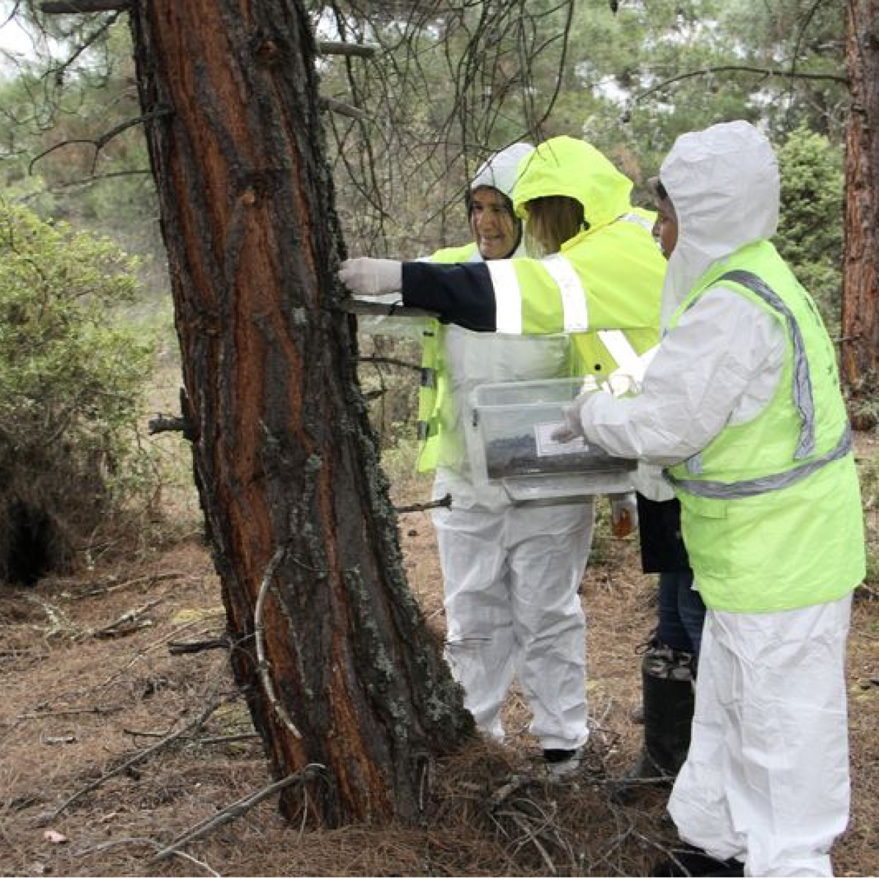 Sinop'ta çam keseye karşı 10 bin avcı böcek