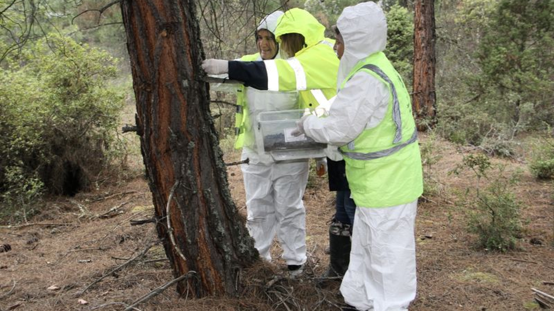 Sinop'ta çam keseye karşı 10 bin avcı böcek | Son dakika haberleri