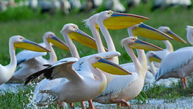 Göç yolundaki pelikan sürüsünün Bursa molası