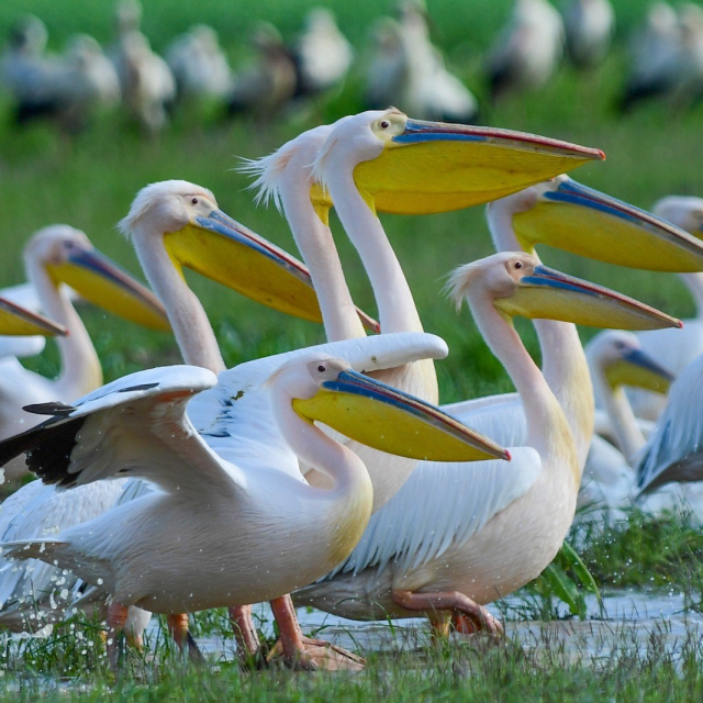 Göç yolundaki pelikan sürüsünün Bursa molası
