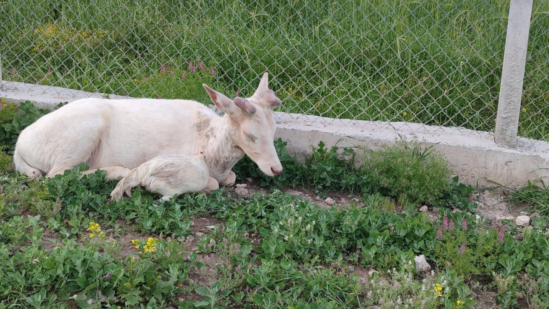 Elazığ’da beyaz alageyik evin bahçesine indi