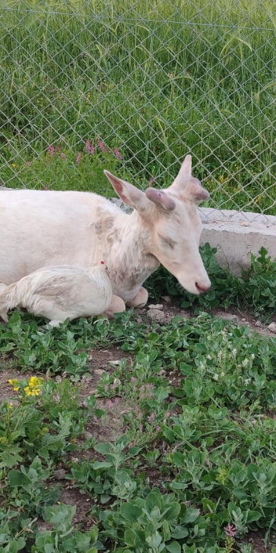 Evin bahçesine indi! Rengi dikkat çekti