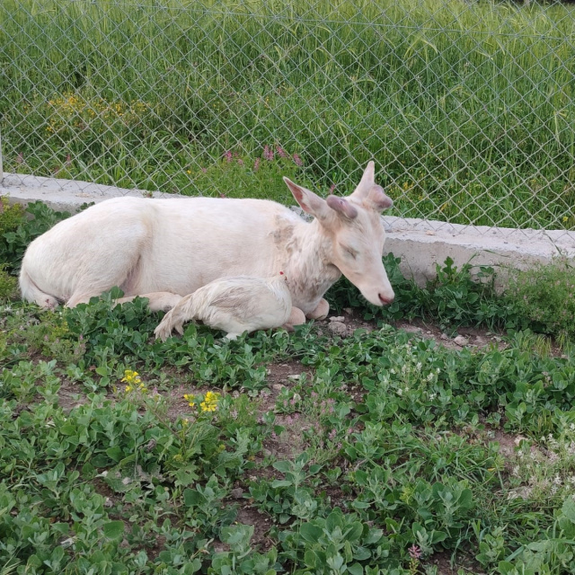 Evin bahçesine indi! Rengi dikkat çekti