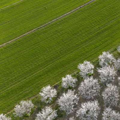 Meteoroloji'den zirai don uyarısı! Sabah saatlerine dikkat!